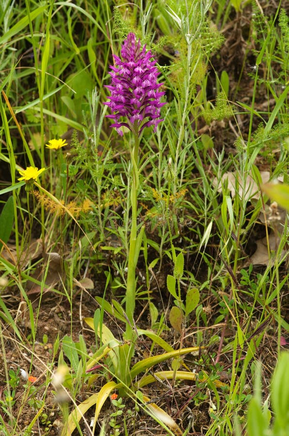 Planta Da Orquídea Selvagem E Flores Híbridas - Simorrensis De Anacamptis X  Foto de Stock - Imagem de completamente, selvagem: 119023506