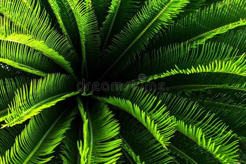 Planta da palmeira da selva com folhas verdes e pontos com teste padrão agradável foto de stock royalty free Planta da palmeira da selva com folhas verdes e pontos com teste padrão agradável foto de stock royalty free