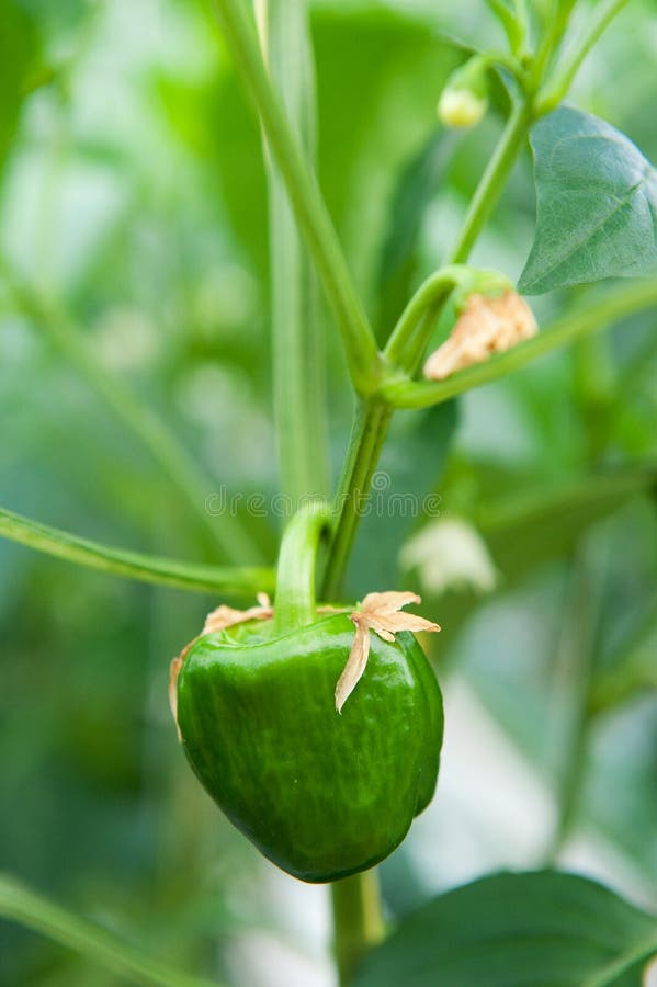 Planta Vermelha Da Paprika No Jardim Pimenta De Pimentão Encarnado Imagem de Stock Imagem de