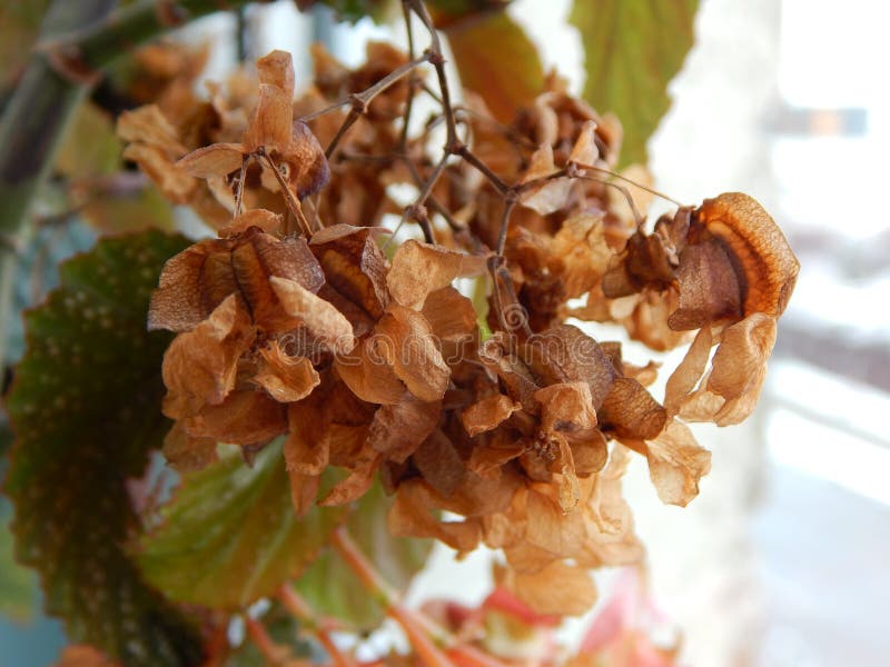 Planta De Angel Wing Begonia Con Las Flores Secas Foto de archivo - Imagen  de planta, primer: 104962656