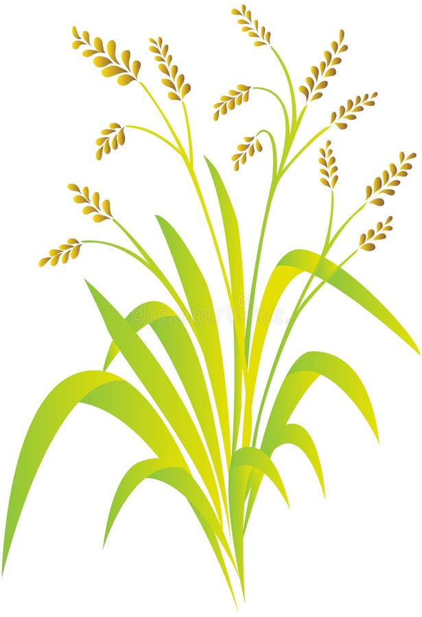 Planta de arroz ilustración del vector. Ilustración de