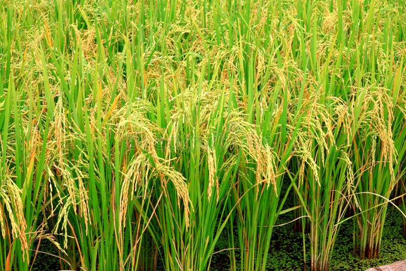 Planta de arroz foto de stock Planta de arroz foto de stock