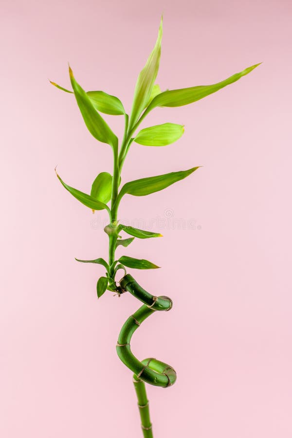 Planta de bambú en los ornamentos de un fondo del rosa idea mínima del concepto