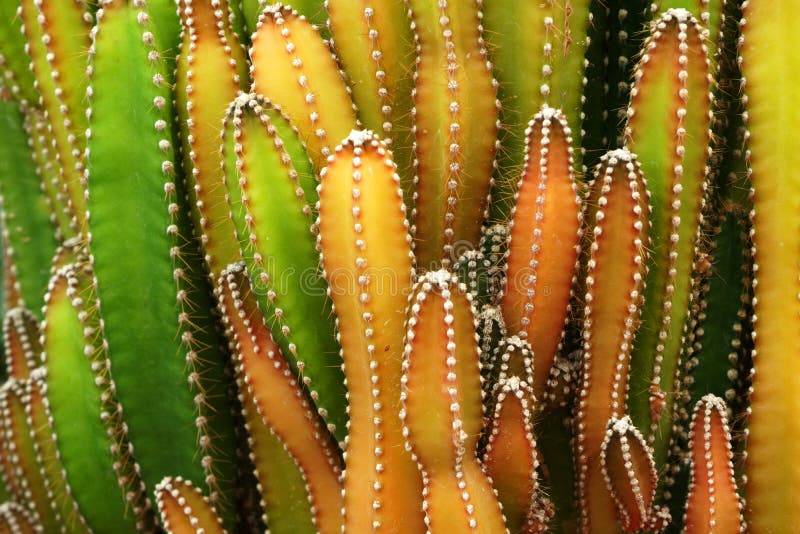 Planta De Cacto Verde Ou Chamada Cereus Sp. Cacto De Castelo De Fada .  Fundo De Plantas Tropicais Verdes Da Natureza E Belos Detal Foto de Stock -  Imagem de verde, detalhe: 216005602