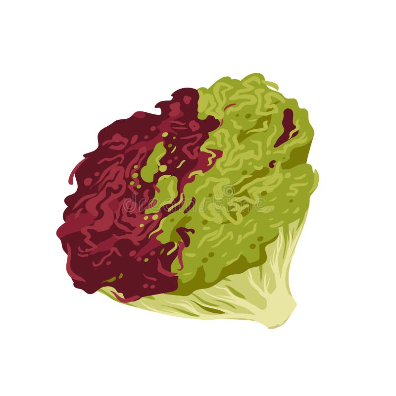 Planta de ensalada fresca ilustración del vector