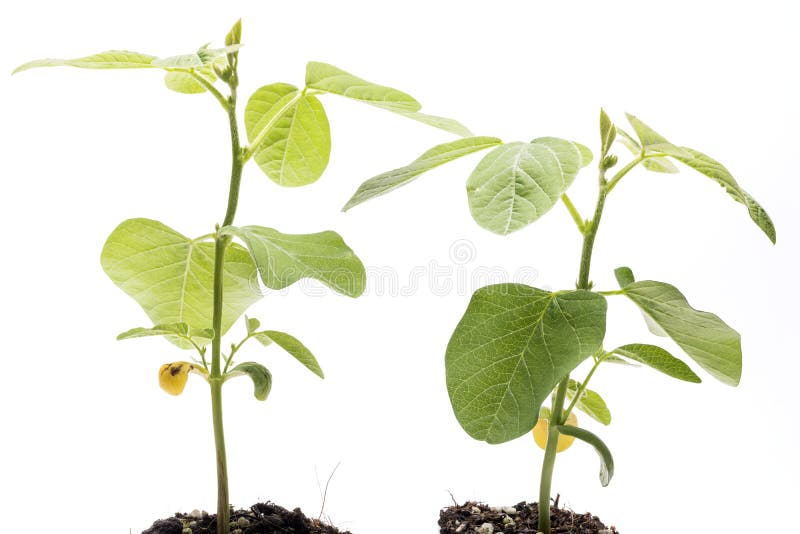 Planta de feijão de soja imagens de stock Planta de feijão de soja imagens de stock