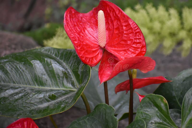 Planta de florecimiento roja del Anthurium, Tailflower, flor de flamenco, Laceleaf imagenes de archivo Planta de florecimiento roja del Anthurium, Tailflower, flor de flamenco, Laceleaf imagenes de archivo