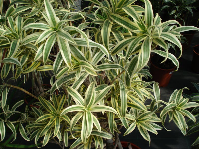 Planta de flores de dracaena fotografía de archivo