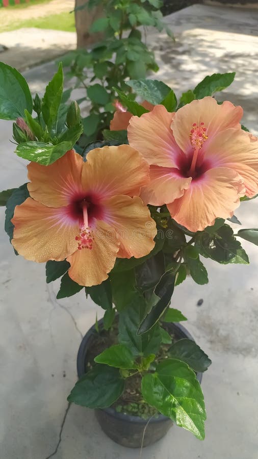 Planta De Flores De Hibisco No Vaso Foto de Stock - Imagem de  potenciômetro, arbusto: 174752188