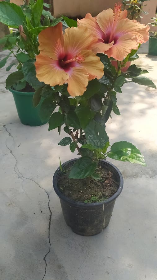 Planta De Flores De Hibisco No Vaso Foto de Stock - Imagem de  potenciômetro, arbusto: 174752188