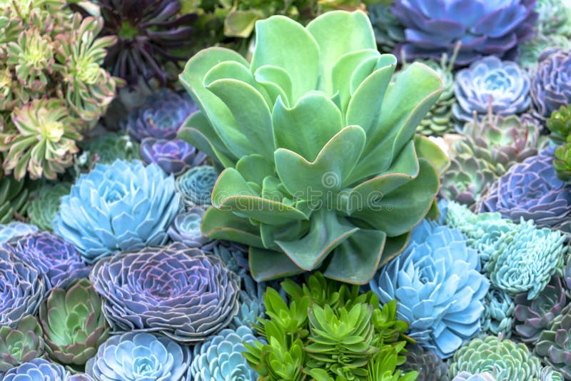 Planta De Flores Suculentas En El Jardín. Foto de archivo - Imagen de  hierba, fondos: 217420250