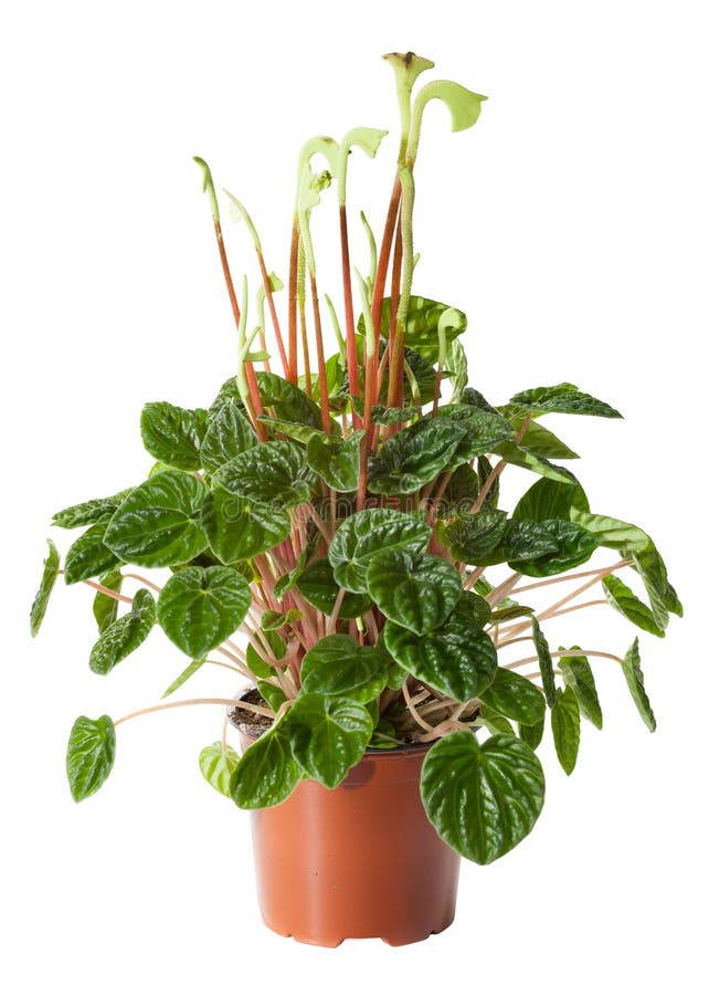 Planta de florescência do peperomia foto de stock royalty free Planta de florescência do peperomia foto de stock royalty free