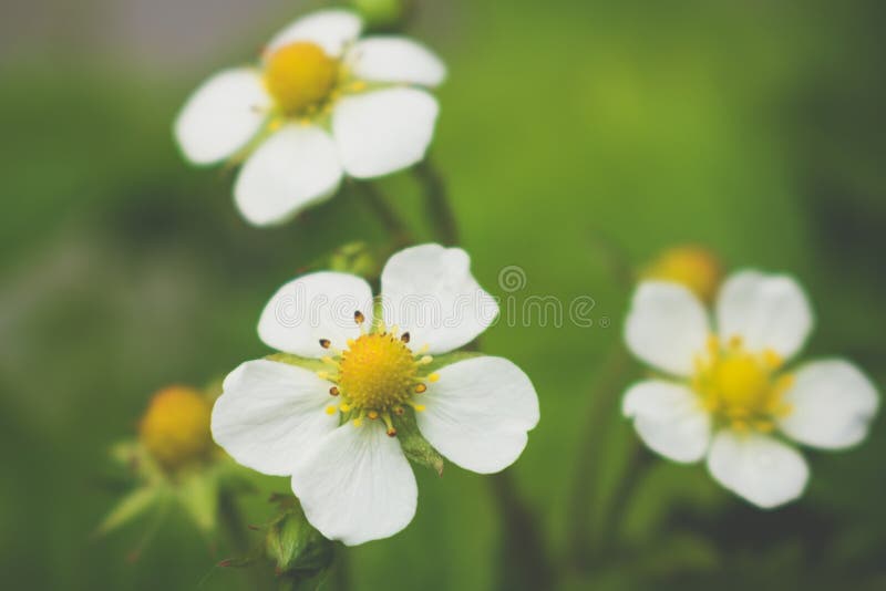 Planta de fresa con las pequeñas flores blancas, Fragaria, cierre para arriba foto de archivo libre de regalías Planta de fresa con las pequeñas flores blancas, Fragaria, cierre para arriba foto de archivo libre de regalías