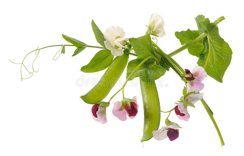 Planta de habas Planta de habas