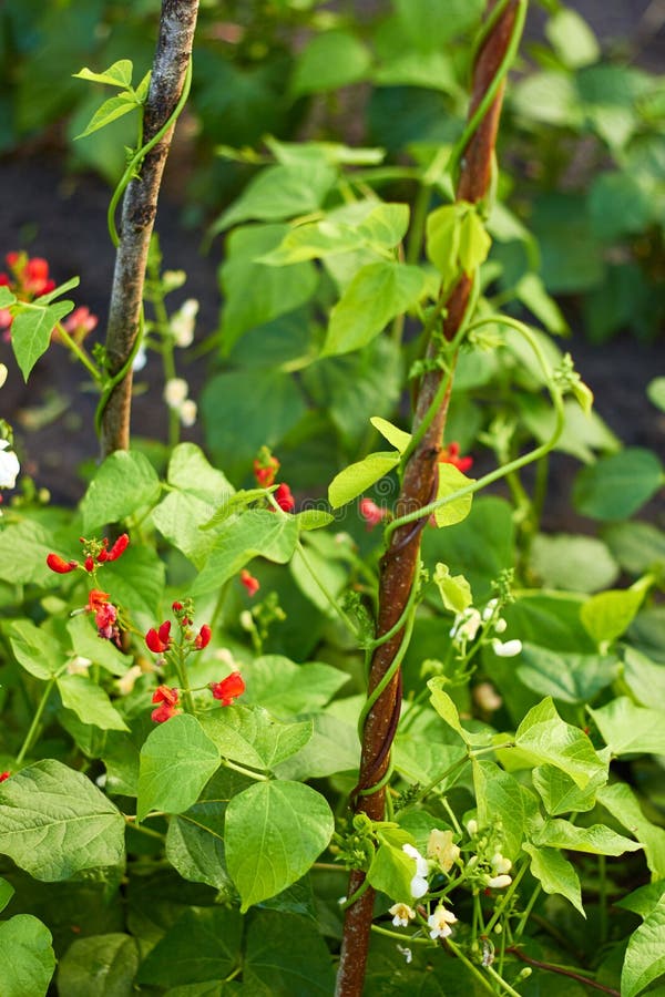 Planta de habas de riñón que crece en un jardín imágenes de archivo libres de regalías Planta de habas de riñón que crece en un jardín imágenes de archivo libres de regalías