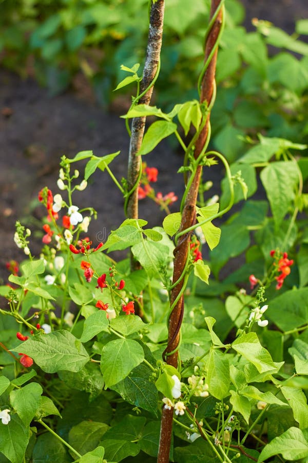 Planta de habas de riñón que crece en un jardín fotos de archivo libres de regalías Planta de habas de riñón que crece en un jardín fotos de archivo libres de regalías