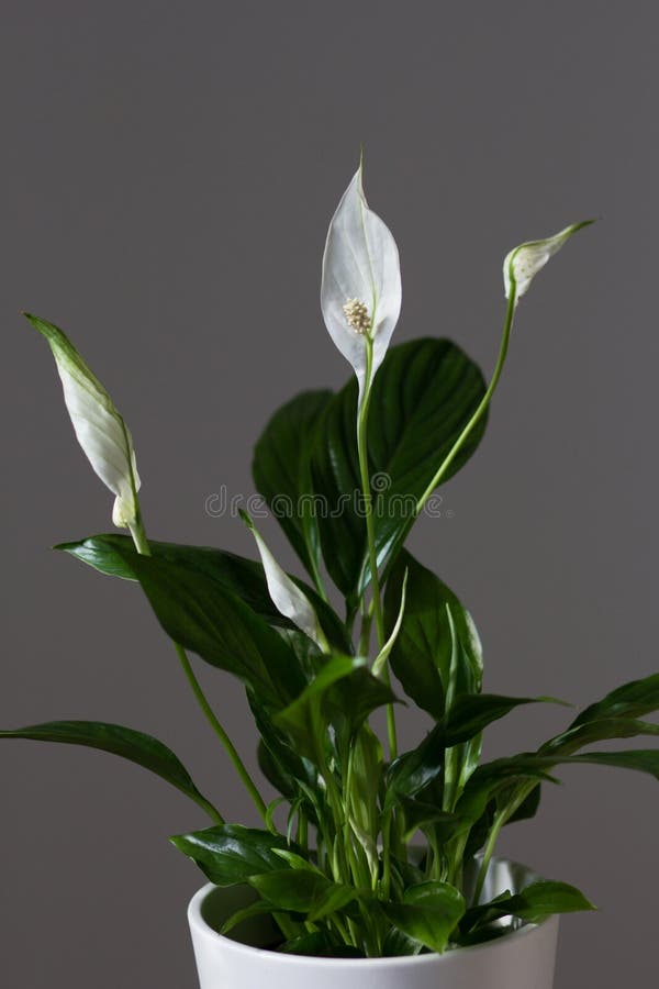 Planta De Hogar Spathiphyllum Con Flores De Flor Blanca Interior Foto de  archivo - Imagen de color, florecimiento: 175965938