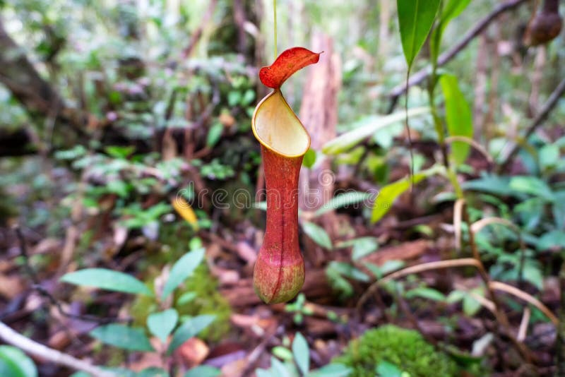 Planta de jarro, reinwardtiana científico do Nepenthes do nome imagem de stock Planta de jarro, reinwardtiana científico do Nepenthes do nome imagem de stock