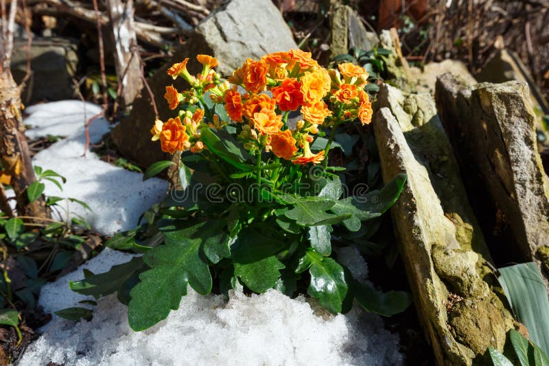 Planta de Kalanchoe com as flores alaranjadas no prado rochoso da mola imagem de stock Planta de Kalanchoe com as flores alaranjadas no prado rochoso da mola imagem de stock