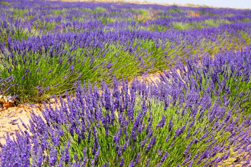 Planta de la lavanda azul imagen de archivo. Imagen de hierba - 72939309