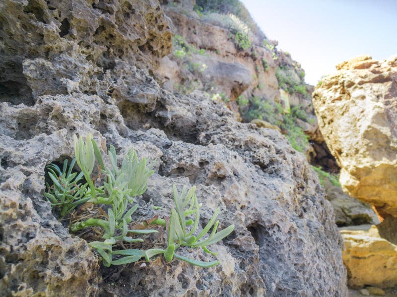 Planta de la orilla de mar del maritimum de la roca Samphire - de Crithmum Planta de Kritamos que crece en las rocas imagen de archivo libre de regalías Planta de la orilla de mar del maritimum de la roca Samphire - de Crithmum Planta de Kritamos que crece en las rocas imagen de archivo libre de regalías