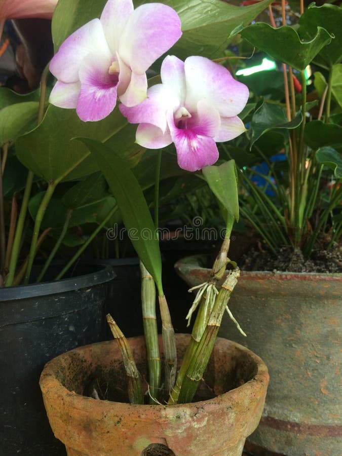 Planta De La Orquídea Del ` De La Orquídea Del Phalaenopsis Del ` Arte Y  Remolacha Foto de archivo - Imagen de colores, usted: 123740660