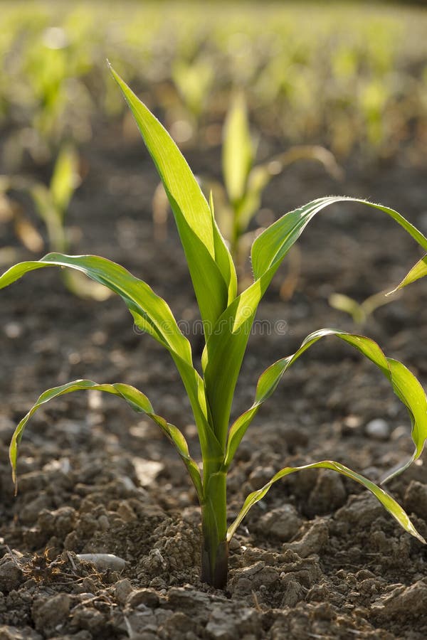 Planta de maíz joven