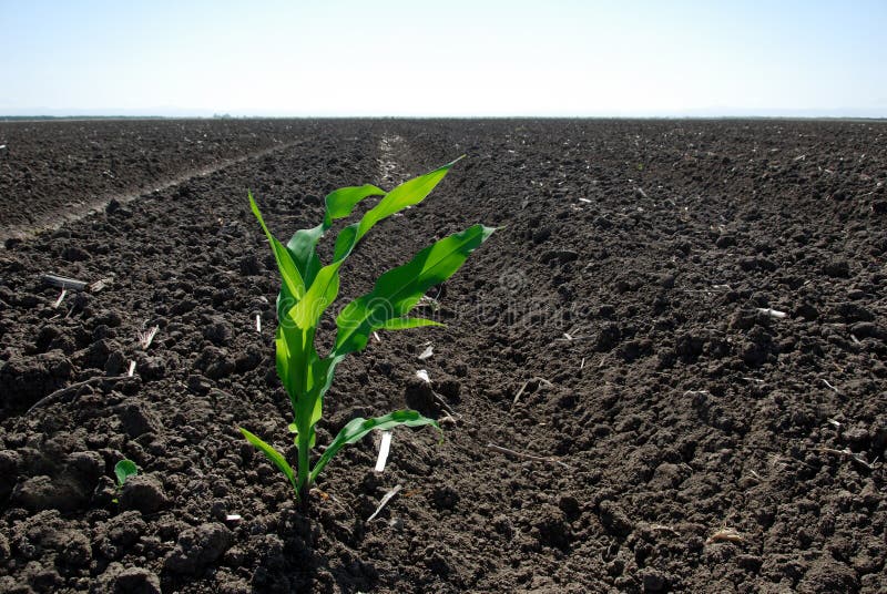 Planta de maíz verde solitaria imagen de archivo libre de regalías