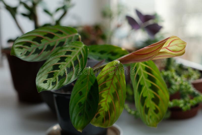 Plantas Da Casa Da Maranta Tropical Cristata Bicolor Foto de Stock - Imagem  de escuro, verde: 249793570