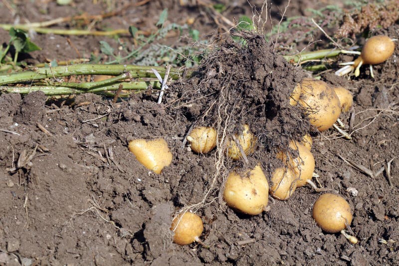 Planta de patata
