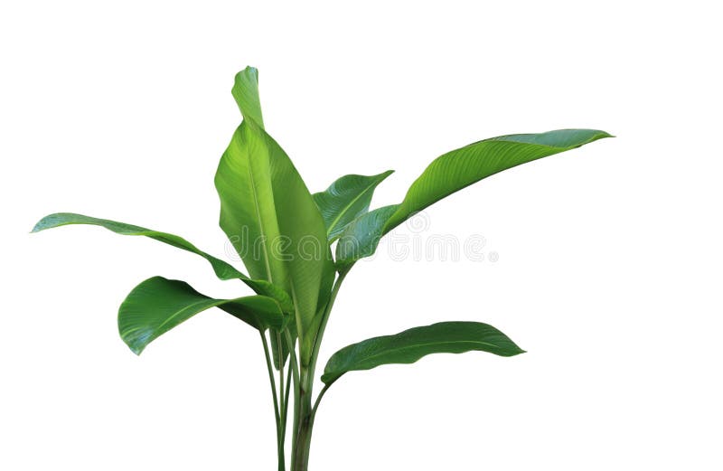 Planta Phrynium fotografía de archivo