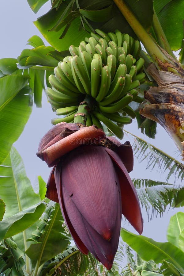 Planta de plátano floreciente asombrosa