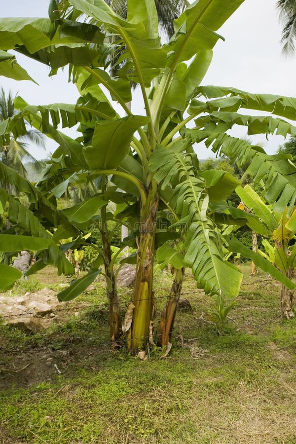 Planta De Plátano, Tailandia. Imagen de archivo Imagen de asia