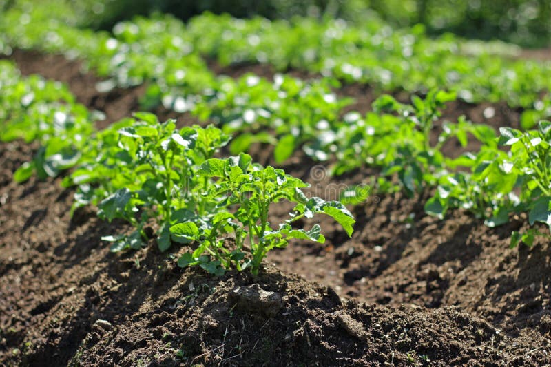 Planta de Potatoe fotos de stock Planta de Potatoe fotos de stock