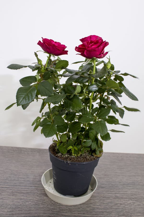 Planta De Rose Por Completo De Rosas Rojas Detalladas Imagen de archivo -  Imagen de rosa, crisol: 124035685