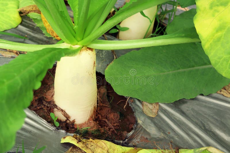 Planta de rábanos blanca del daikon que crece en el jardín fotografía de archivo libre de regalías Planta de rábanos blanca del daikon que crece en el jardín fotografía de archivo libre de regalías
