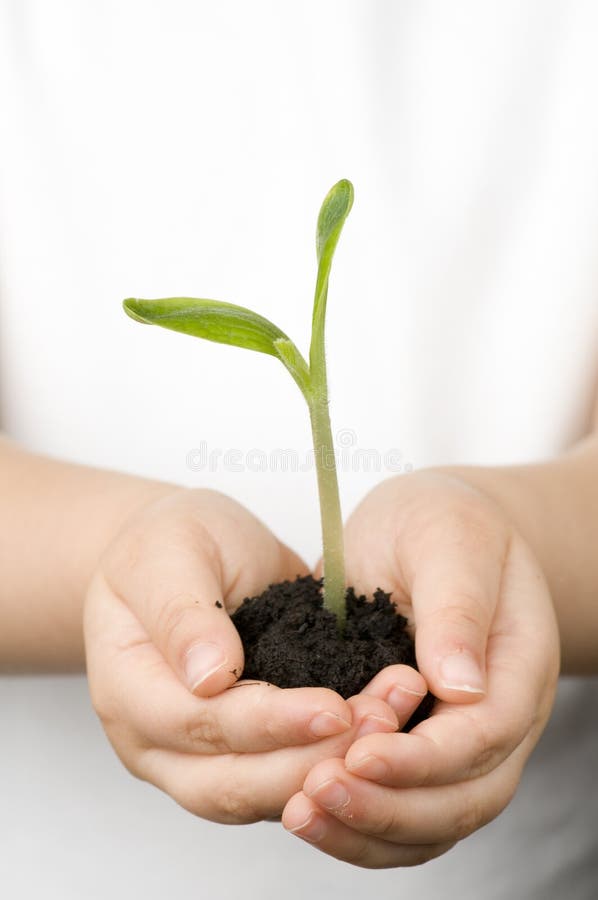 Planta de semillero imágenes de archivo libres de regalías Planta de semillero imágenes de archivo libres de regalías