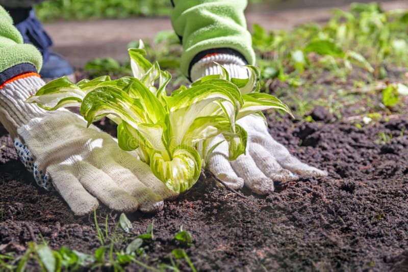 Mujer Jardinera Manos En Guantes De Jardinería Plantar Brotes En