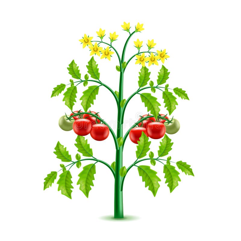 Planta de tomate em crescimento isolada em fundo branco vetorial ilustração stock