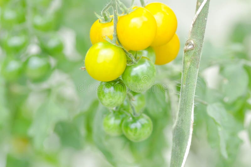 Planta de tomate o tomate de cereza en el huerto imágenes de archivo libres de regalías Planta de tomate o tomate de cereza en el huerto imágenes de archivo libres de regalías