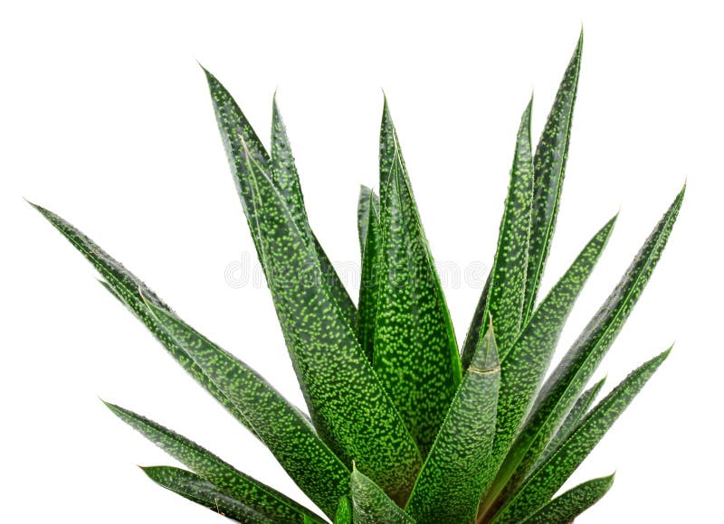 Planta de vera do aloés isolada no branco fotografia de stock Planta de vera do aloés isolada no branco fotografia de stock