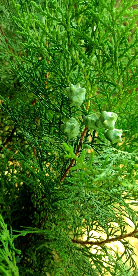 Planta decorativa com imagem verde do fruto imagens de stock royalty free Planta decorativa com imagem verde do fruto imagens de stock royalty free