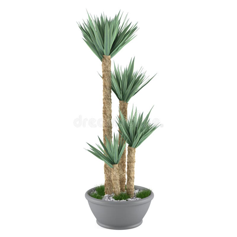 clima flexible Triatleta Planta Decorativa De La Palma En El Pote Stock de ilustración - Ilustración  de palma, blanco: 36322128