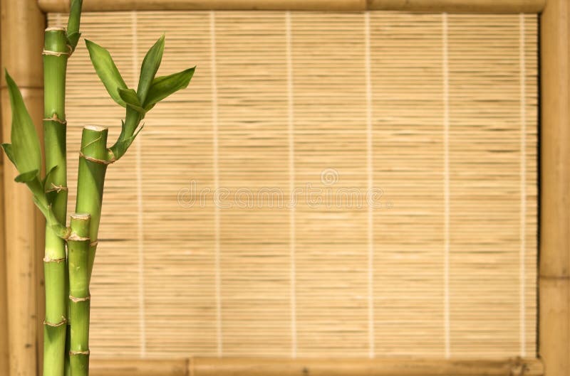 Planta Del Bambú De La Serie Del Fondo Foto de archivo - Imagen de fondo, materiales: 2209350 Planta Del Bambú De La Serie Del Fondo Foto de archivo - Imagen de fondo, materiales: 2209350
