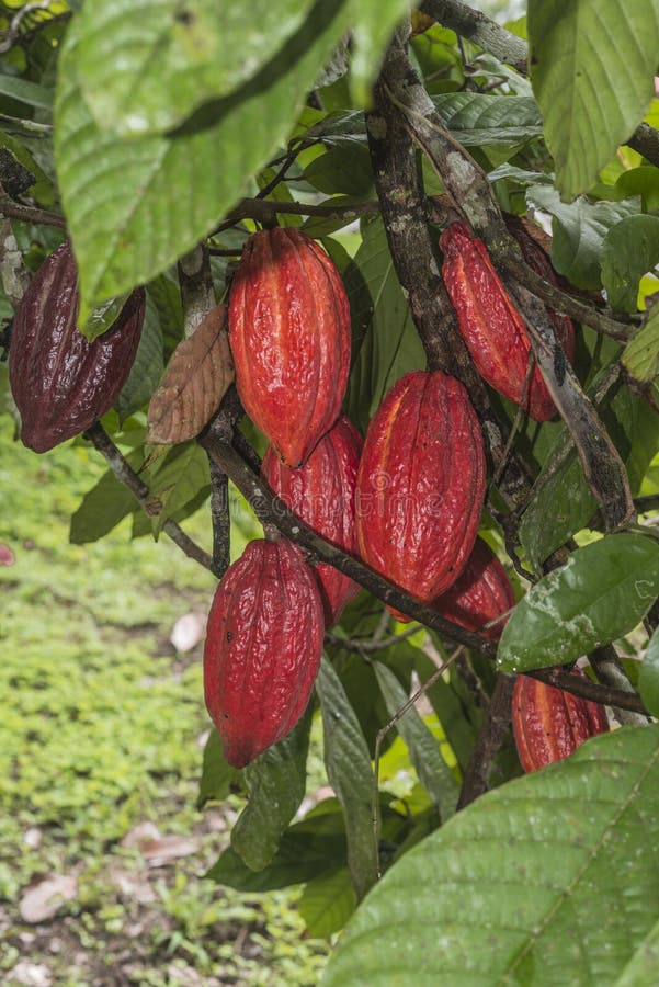 Planta Del Cacao Con Las Frutas Imagen de archivo Imagen