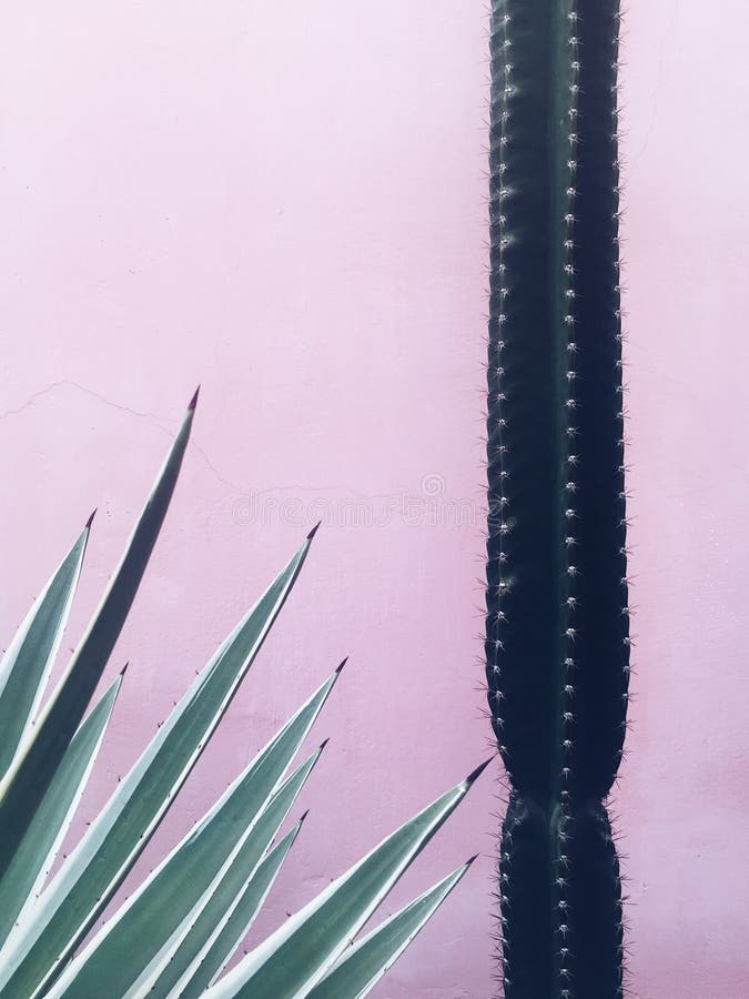 Planta del cactus y del agavo en el fondo rosado de la pared fotos de archivo libres de regalías Planta del cactus y del agavo en el fondo rosado de la pared fotos de archivo libres de regalías