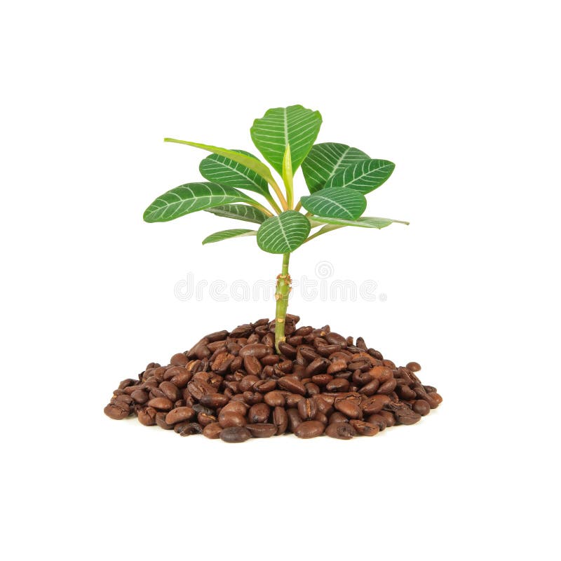 Planta del café imagenes de archivo Planta del café imagenes de archivo
