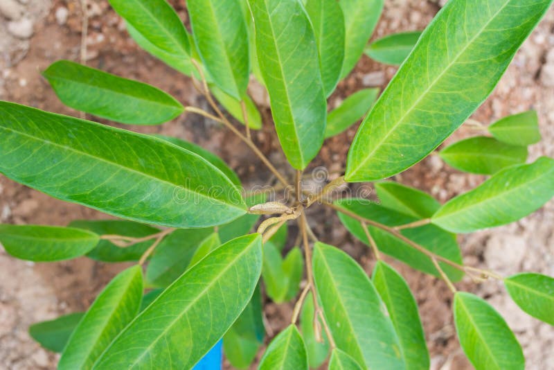 Durian foto de archivo. Imagen de tailandia, huerta ...