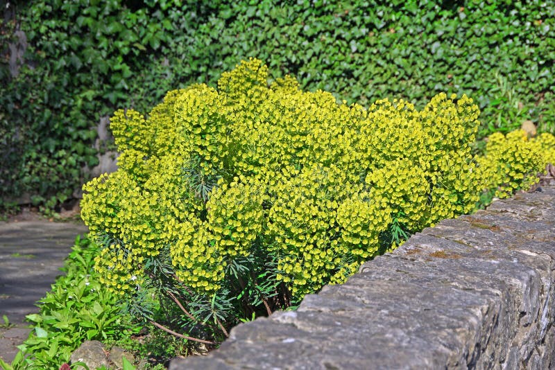 Enrejado De La Pared Del Jardín Foto de archivo - Imagen de outdoor