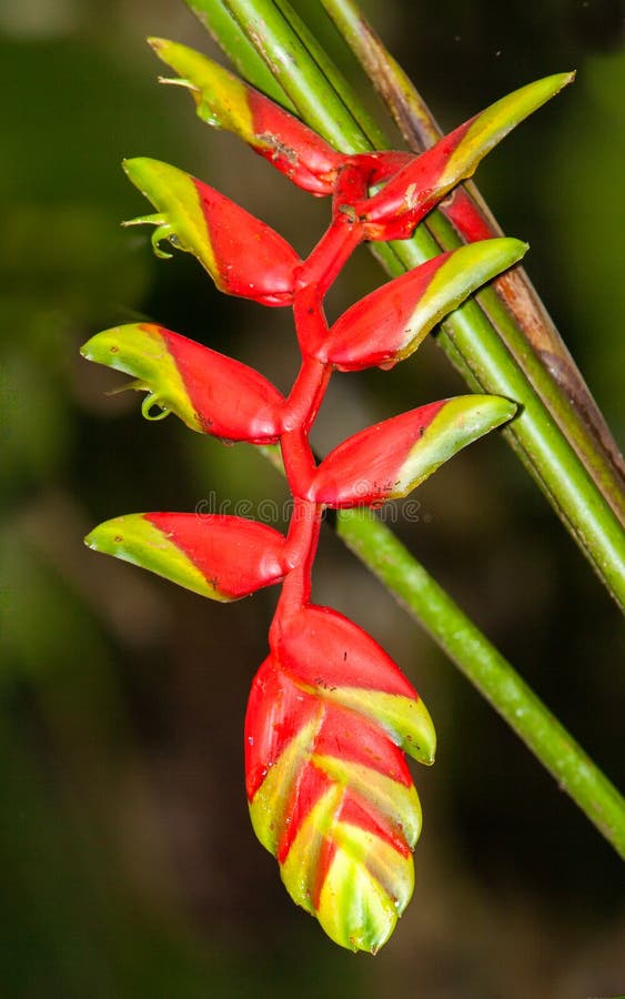 Planta Del Falso-pájaro-de-paraíso Imagen de archivo - Imagen de tropical,  rojo: 26445623